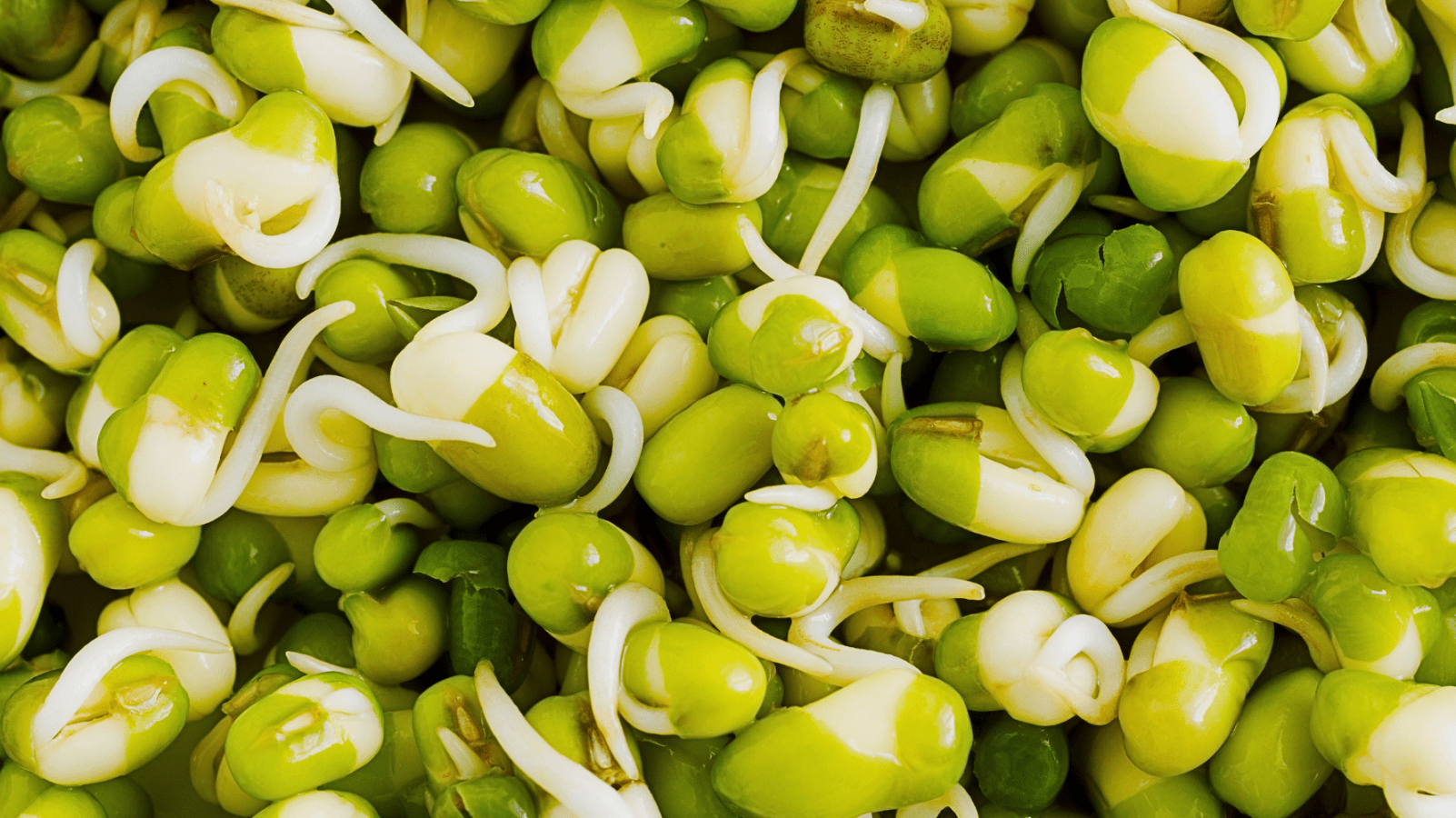 Wie gesund sind Mungobohnen-Sprossen? Die Nährstoffbomben im Fokus - Keimgrün