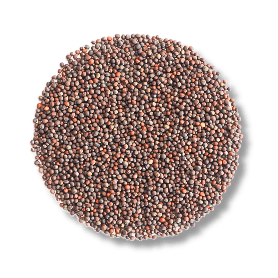 Brokkoli Bio-Keimsaat – Keimgrün Brokkoli Bio-Keimsaat – Keimgrün