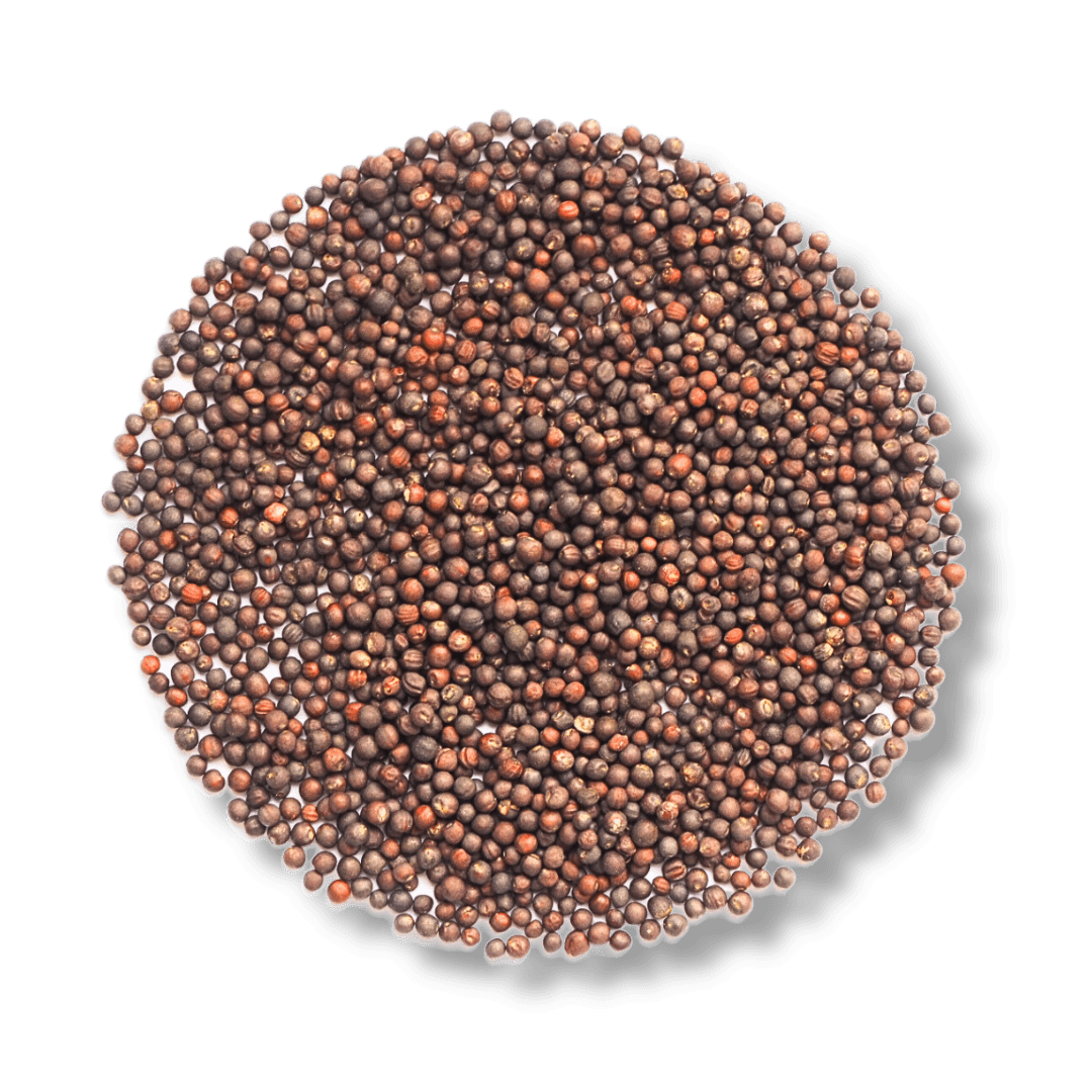 Grünkohl Bio-Keimsaat – Keimgrün Grünkohl Bio-Keimsaat – Keimgrün