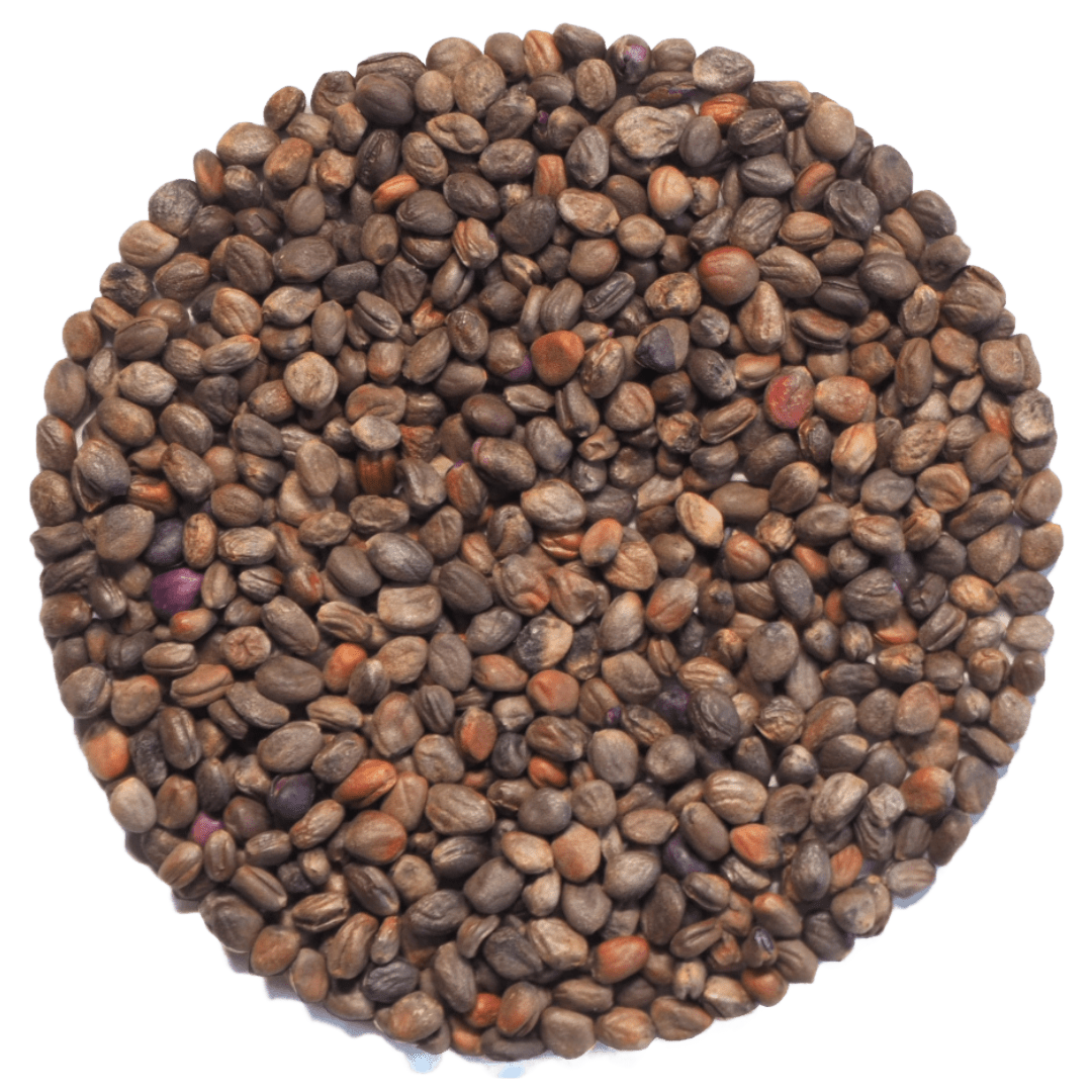 Radieschen Rot Bio-Keimsaat – Keimgrün Radieschen Rot Bio-Keimsaat – Keimgrün