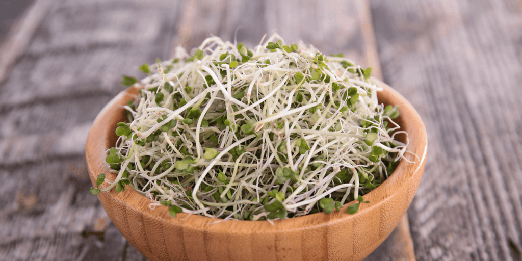 Wie gesund sind Brokkoli-Sprossen? Die Wahrheit hinter den kleinen Powerpaketen - Keimgrün