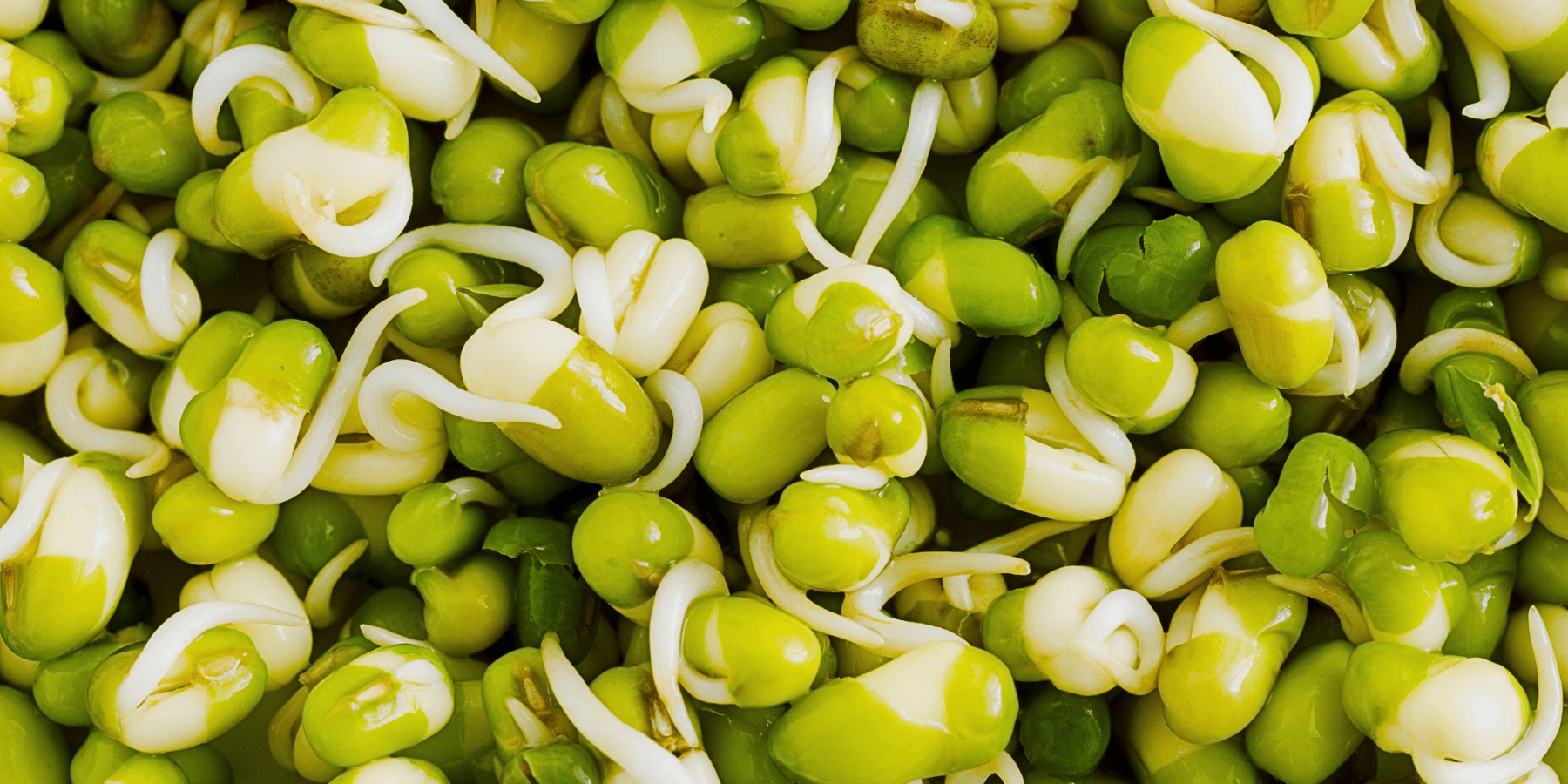 Wie gesund sind Mungobohnen-Sprossen? Die Nährstoffbomben im Fokus - Keimgrün