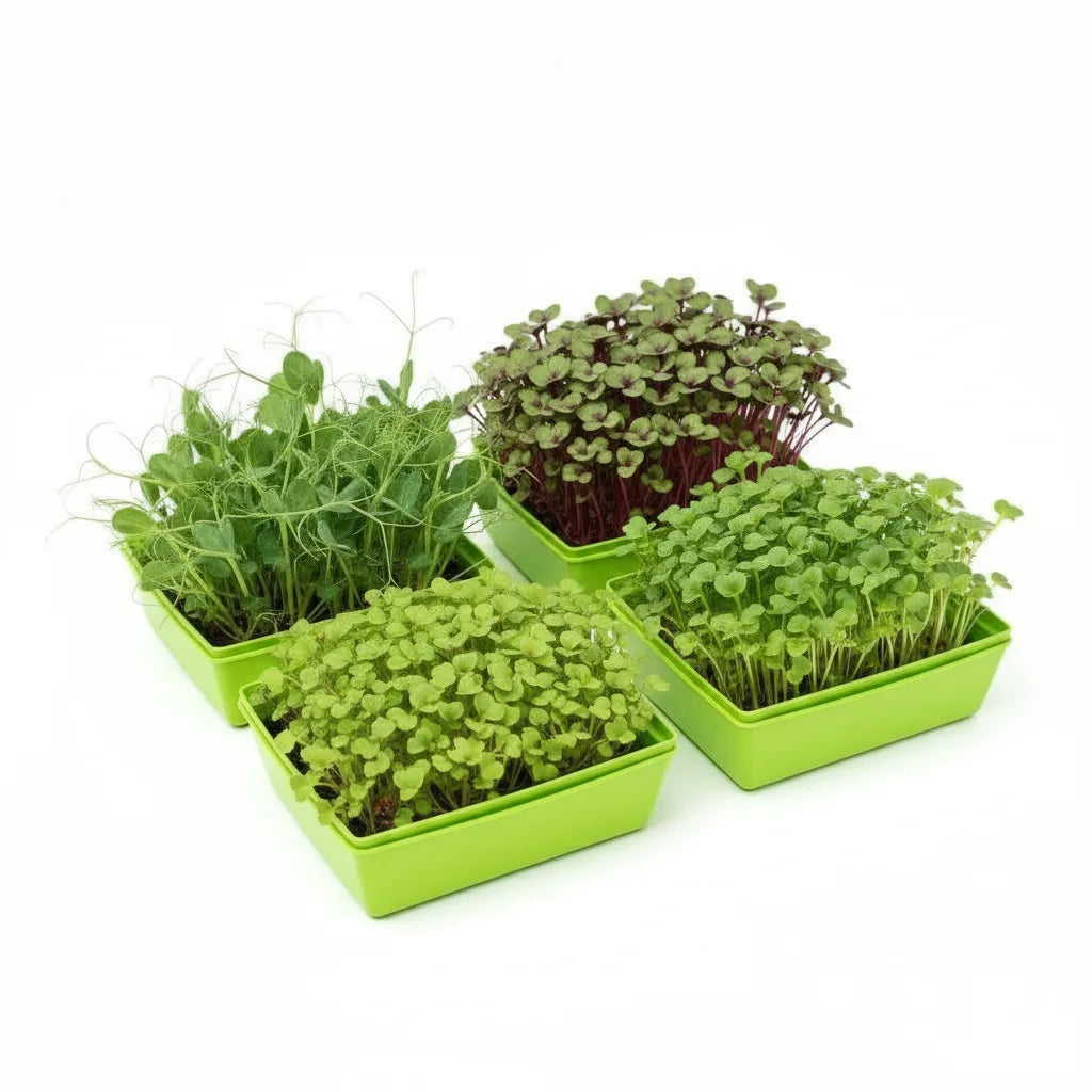 Microgreen Saatgut