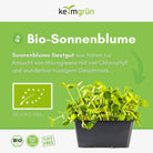Sonnenblumen Samen image 1