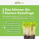 Rucola Samen image 4