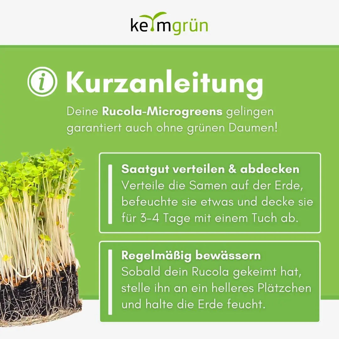 Rucola Samen image 3