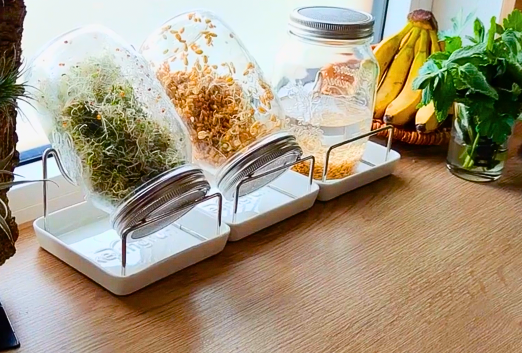 Keimgruen Bio Sprossen Einzelsorten Menu