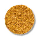 Alfalfa Bio - Keimsaat - Keimgrün