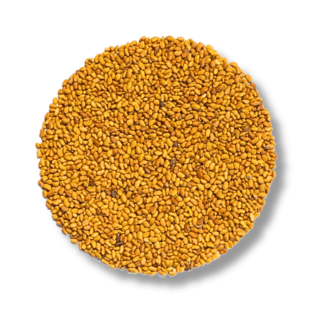 Alfalfa Bio - Keimsaat - Keimgrün