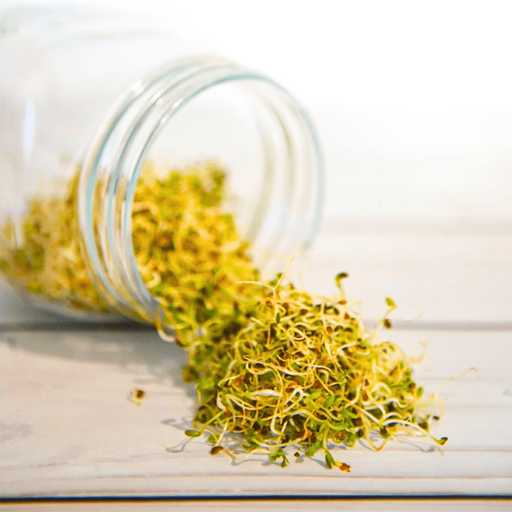 Alfalfa Bio - Keimsaat - Keimgrün