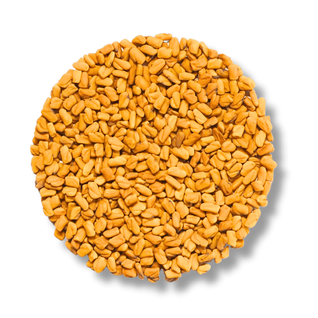 Bockshornklee Bio - Keimsaat - Keimgrün