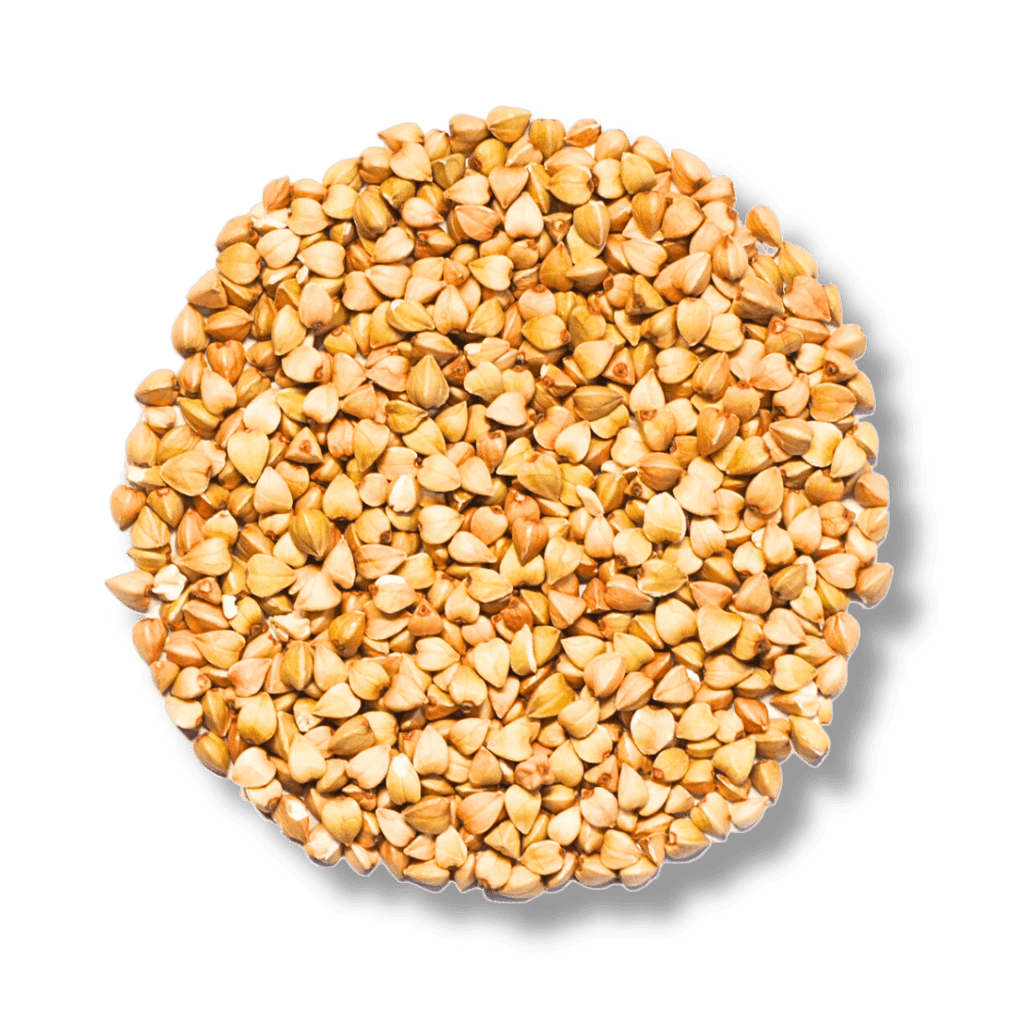 Buchweizen Bio - Keimsaat (Geschält) - Keimgrün