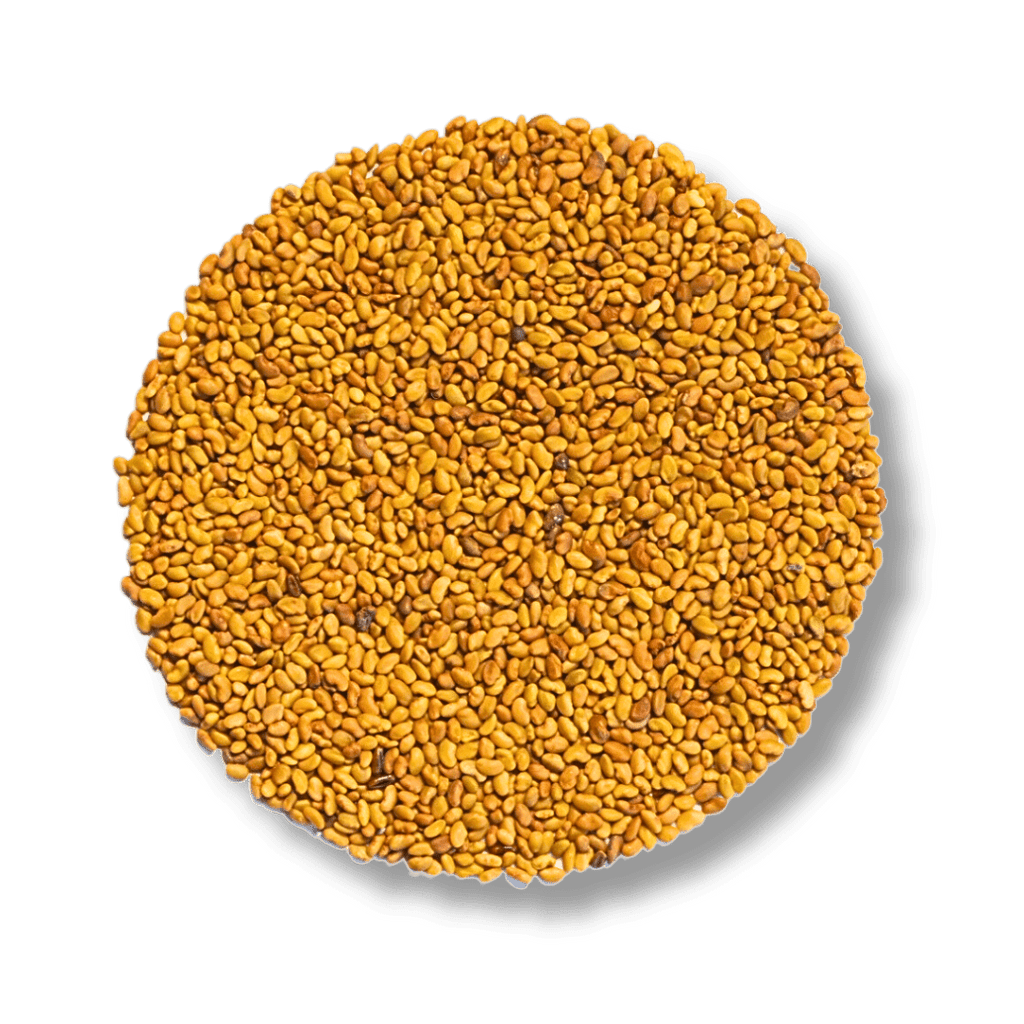 Keimgrün Alfalfa Keimsaat