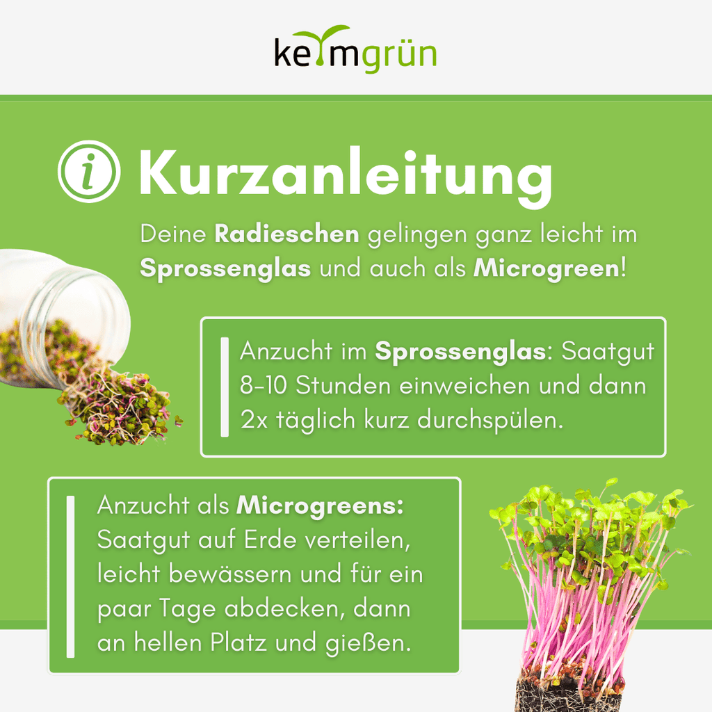 Radieschen Bio - Keimsaat - Keimgrün