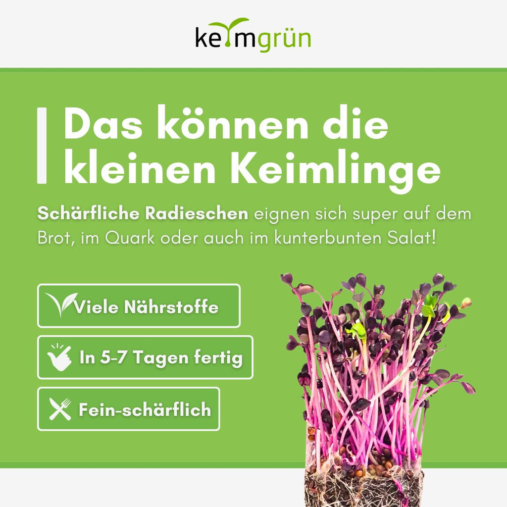 Radieschen Rot Bio - Keimsaat - Keimgrün