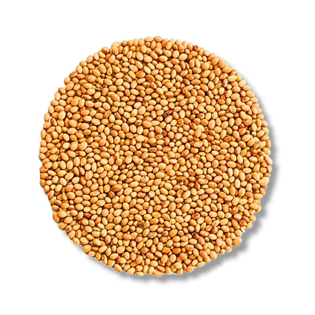 Rosenklee Bio - Keimsaat - Keimgrün