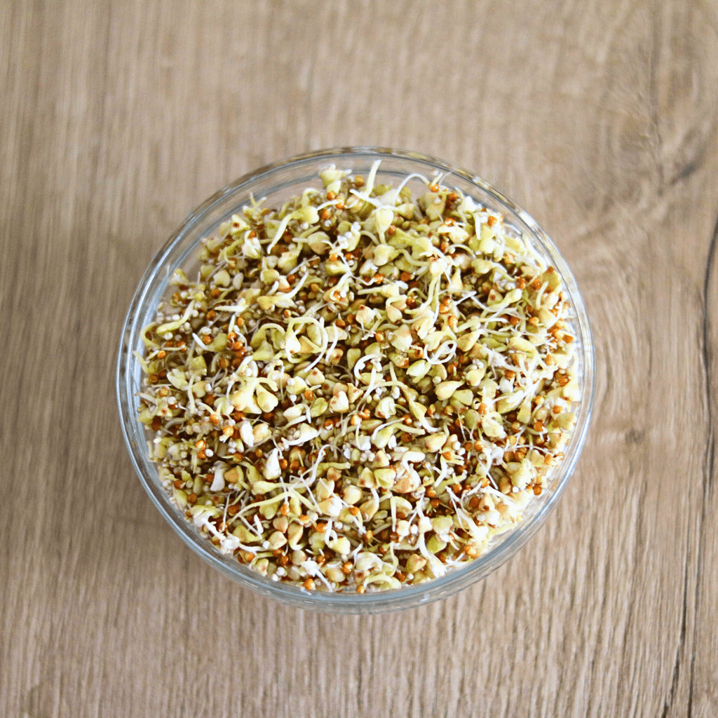Sprossenmix "Müsli" Keimsaat - Keimgrün