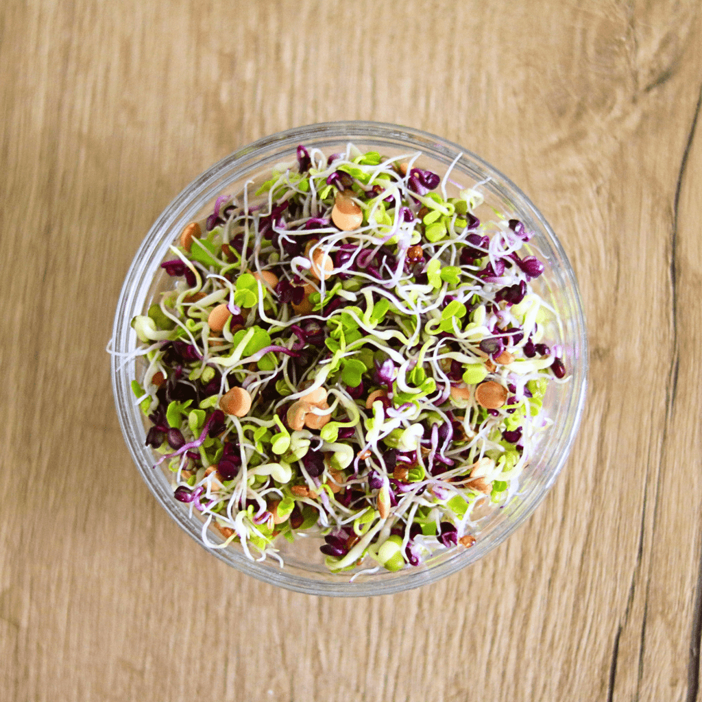 Sprossenmix "Salat" Keimsaat - Keimgrün